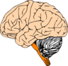 Brain Anterior Clip Art