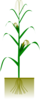 Maize Plant Clip Art