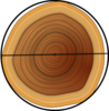Circumference Of A Tree Clip Art