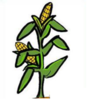 Corn Stalk Image Clip Art