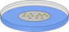 Petri Dish Clip Art
