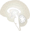 Brain Lateral View Clip Art