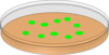 Orange Petri Dish With Greeen Bacterial Colonies Clip Art