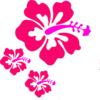 Coral Hibiscus Clip Art