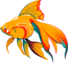 Gold Fish Clip Art