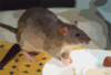 Rat Agouti Clip Art