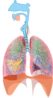 Respiratory  Clip Art