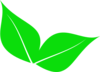 Two Leaves Clip Art