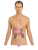 Adult Male Body No Descriptors Clip Art