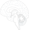Sagittal Brain Clip Art
