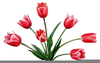 Clipart Red Tulip Image