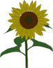 Sun Flower Clip Art