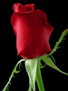 Rose Image