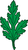 Ivy Leaf Green Chrysanthemum Clip Art