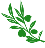 Olive Tree Branch Clip Art