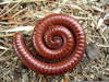 Millipede Facts Image