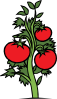 Tomato Plant Clip Art