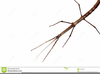 Free Clipart Walking Stick Image