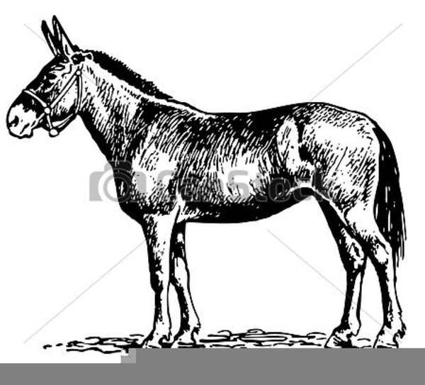 Free Clipart Of A Mule | Free Images at Clker.com - vector clip art ...