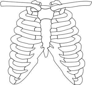 Front Rib Cage Clip Art at Clker.com - vector clip art online, royalty ...