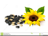 Clipart Of Sunflower Seeds Image