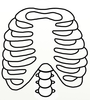 Ribs Clipart Image