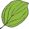 Serrate Leaf Clip Art