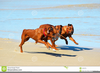 Free Clipart Of Dogs Running Image