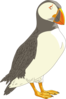 Puffin Clip Art