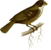 Bird On Branch Clip Art