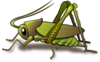 Cricket Clip Art