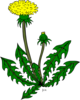 Taraxacum Officinale Clip Art