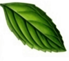 Mint Leaf Clip Art