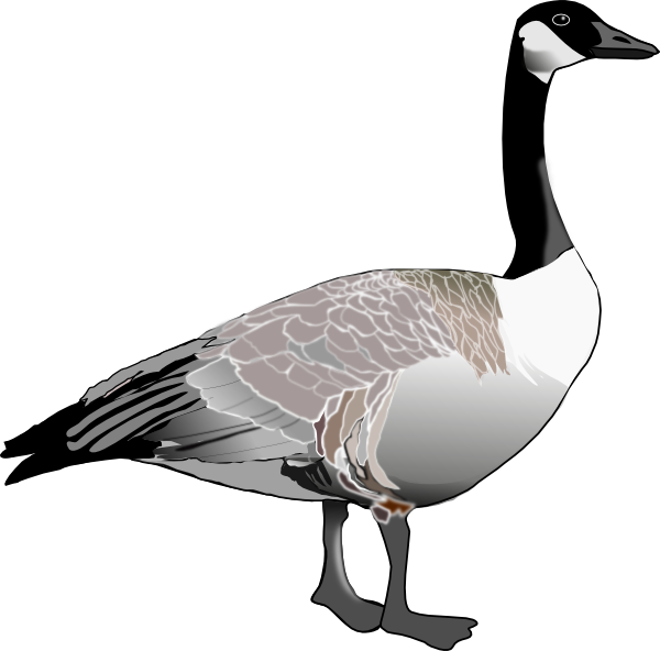 Canadian Goose Clip Art at Clker.com - vector clip art online, royalty ...