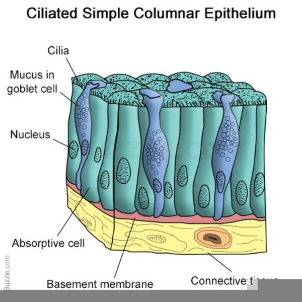 Ciliated Epithelial Cell Structure