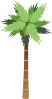 Palm Tree Clip Art