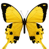 Free Clipart Butterfly Net Image