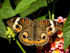 Butterfly Image