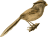 Paradoxornis Heudei Clip Art