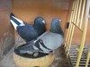 Pigeon Racing Breeds Image