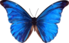 Blue Butterfly Clip Art