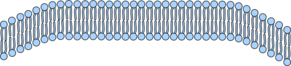 Cell Membrane3 Clip Art at Clker.com - vector clip art online, royalty ...